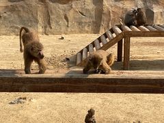 -杭州野生动物世界