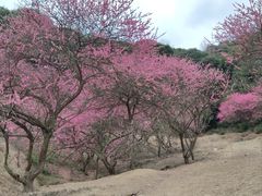-新建村梅花