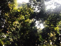 -张坝桂圆林公园