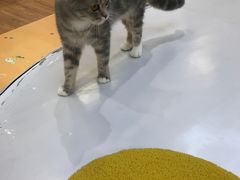 -COLOR PETS 撸猫馆·购猫·猫咖(长风大悦城店)