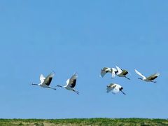 -黑龙江扎龙生态旅游区