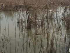 -盐城丹顶鹤湿地生态旅游区