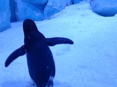 -上海海昌海洋公园