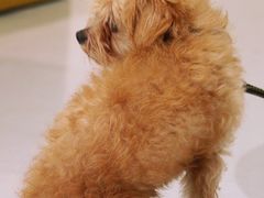 -COTTON CAFE(德信·中外公寓店)