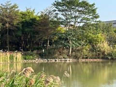 -福田红树林生态公园