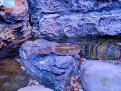 -上海海洋水族馆