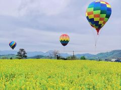 -桑洲油菜花景区