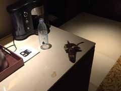 新发展亚太万豪酒店-上海新发展亚太JW万豪酒店