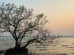 -宝安西湾红树林湿地公园