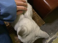 -辛巴桌游剧本娱乐休闲馆(光谷店)