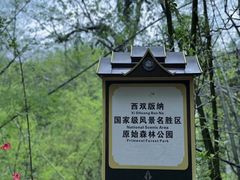 -西双版纳原始森林公园