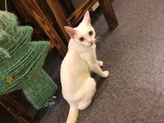 -猫色咖啡·猫咖