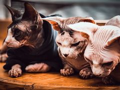 -猫小院猫主题咖啡厅(北锣店)