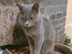 -猫色咖啡·猫咖