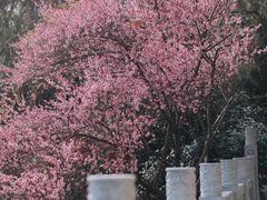 -龟山风景区-龟山电视塔