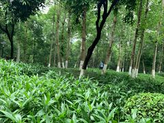 -重庆彩云湖湿地公园