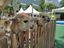 -萌宠亲子动物乐园(槐房万达店)