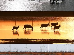 -黄海国家森林公园