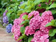 -上海滨江森林公园