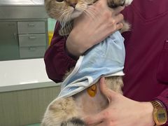 -北京观赏动物医院·24小时大型综合·猫专科·异宠专科