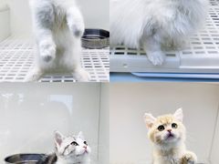 -lincat·猫舍(广州店)