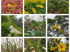 -广东花都湖国家湿地公园
