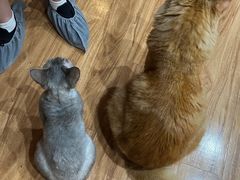 -MOCHA明星猫咖(田子坊店)