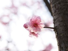 -香雪海