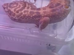 -中环花鸟鱼虫市场