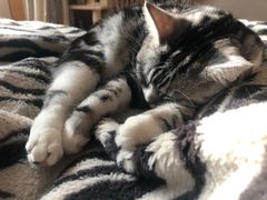 -纳吉亚猫专科动物诊疗中心(蒋宅口分院)