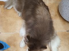 -Let's go狗咖·猫咖·奶狗·桌游(春熙路IFS店)
