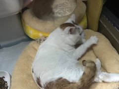 -安安宠医·安宠宠物医院