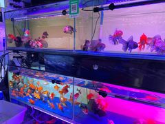 -青石桥花鸟鱼虫市场(叠翠城店)