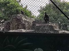 -深圳野生动物园