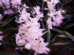 -花鸟鱼虫鲜花绿植市场(玉泉路店)