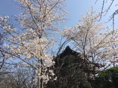 -西安青龙寺遗址景区