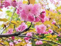 -高东镇樱花园