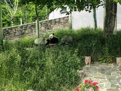 -卧龙中华大熊猫苑神树坪基地