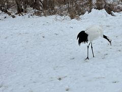 -钏路市丹顶鹤自然公园