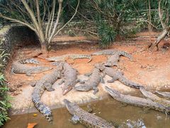 -海南热带野生动植物园