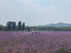 -北京东方普罗旺斯薰衣草庄园