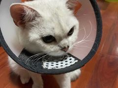 -爱佳宠物中心医院·骨外科·猫专科·急重症(瑶海万达店)