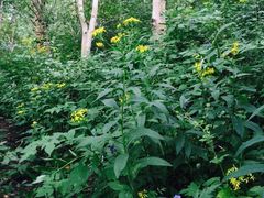 -野三坡百草畔景区