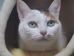 -伟伟宠物医院·瑞派猫友好医院·猫科(光谷店)