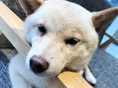-南京Hallo宠物乐园·哈罗犬舍·柴犬繁育基地