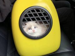 -翊宠yipet猫狗购宠庄园犬舍•猫舍