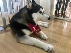 -Husky Go! 哈士奇体验馆·宠物咖啡厅狗咖