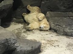 -海合安武汉极地海洋公园