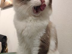-喵喵咪呀布偶猫咖(春熙路店)