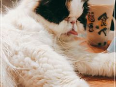-猫小院猫主题餐厅(三里屯店)